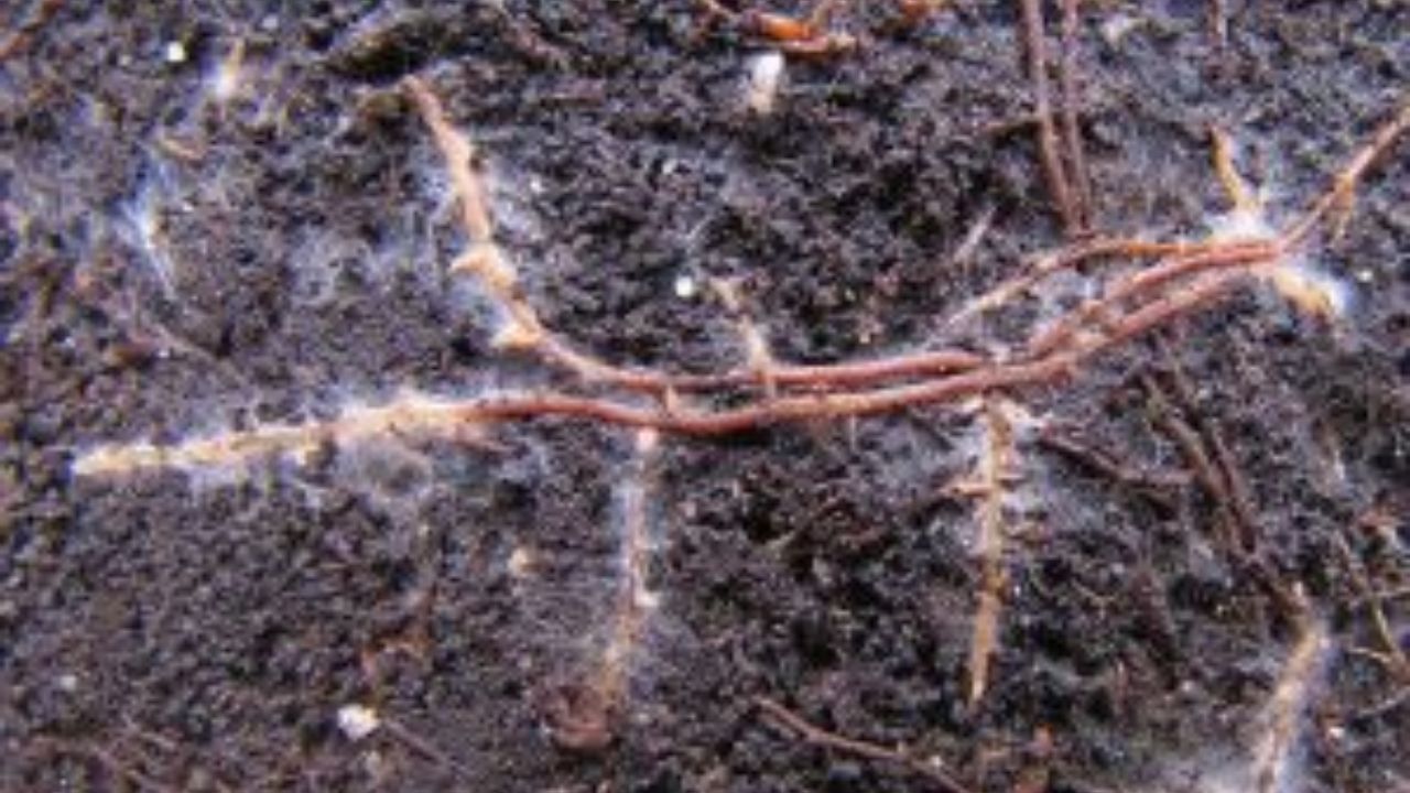 Mycorrhiza is an example of symbiosis